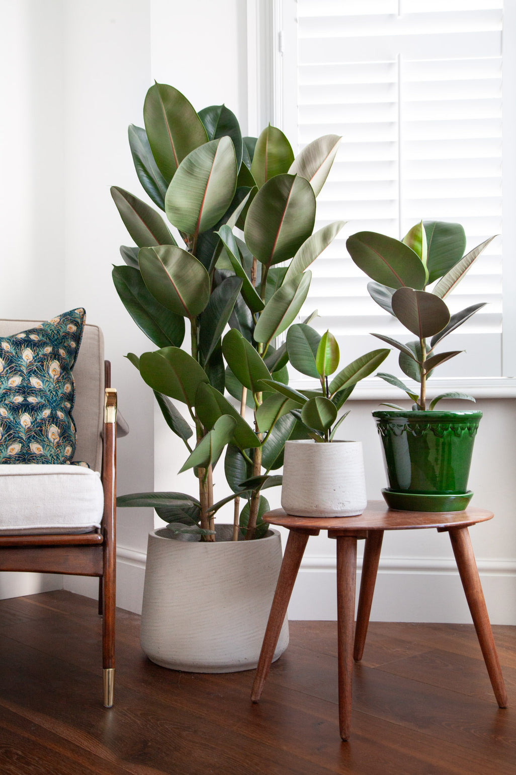 files/IndoorPlants_2-JamieShots20.11.2023-165_e6295ec2-8100-4a60-86d6-32ec4fed2858.jpg